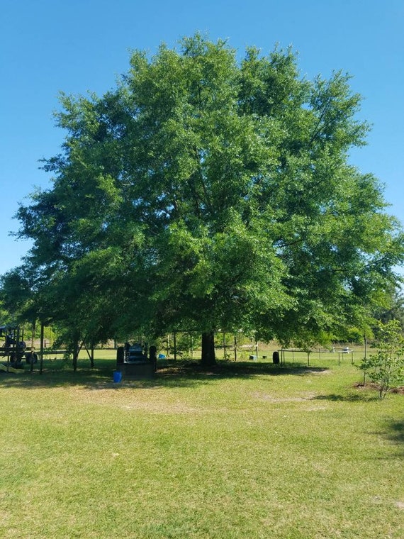 Willow Oak Live Seeding Etsy