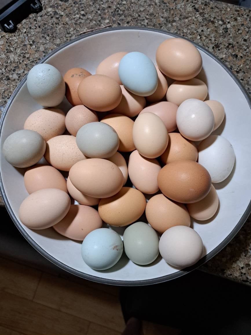 Farm Fresh Eggs free range