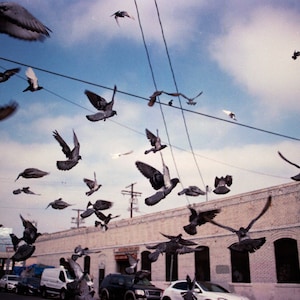 birds