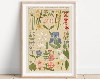 Vintage Botanical Print: Labelled Leaves & Flowers, Boho Wall Art