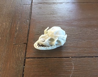 Inspired by a skull in the AvP   trophy room, I call this one "Croc head".