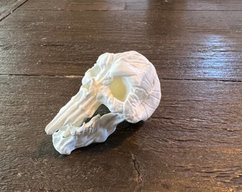 Inspired by the Cursed Earth Predator trophy room I call this one "Long Tooth"