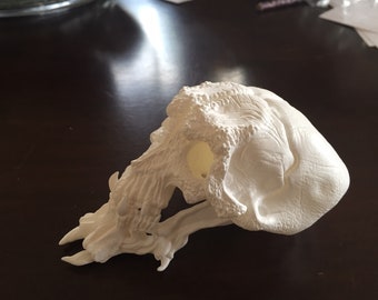 Predator 2 trophy room inspired "Old man" skull.