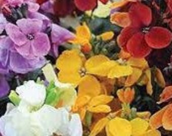 1000 Seeds Wallflower Crown Single Mixed 1000 Seeds Wallflower Crown Single Mixed