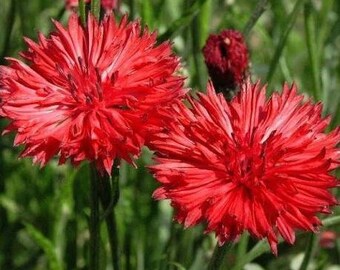 thumbnail image 2 of 300 Bachelor Button Tall Mixed Flower Seeds – USA Grown, New Crop 2 of 4