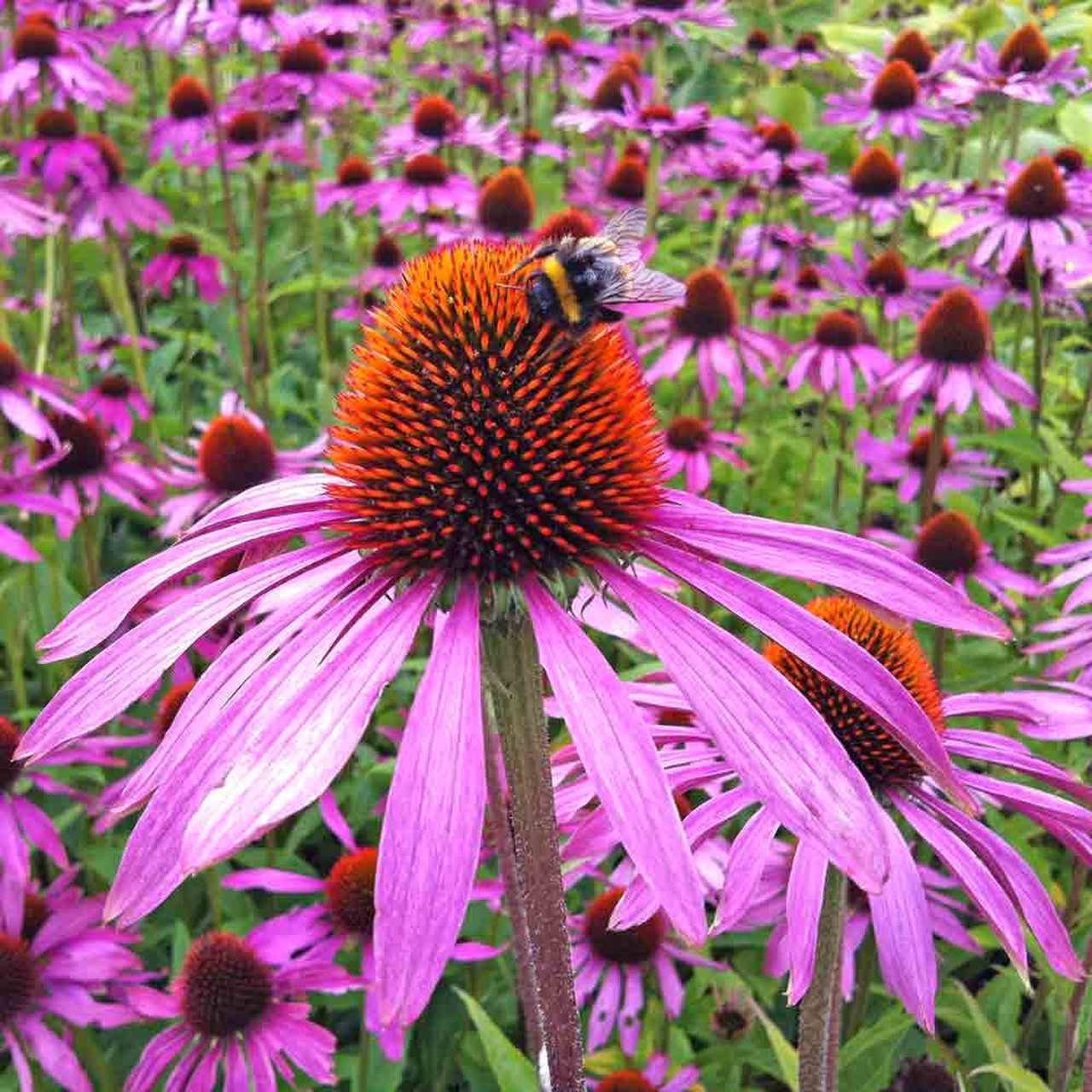 purple coneflower seed purple coneflower seed