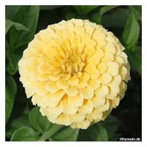 Zinnia Art Deco Mix Flower Seeds / Annual 50 Etsy