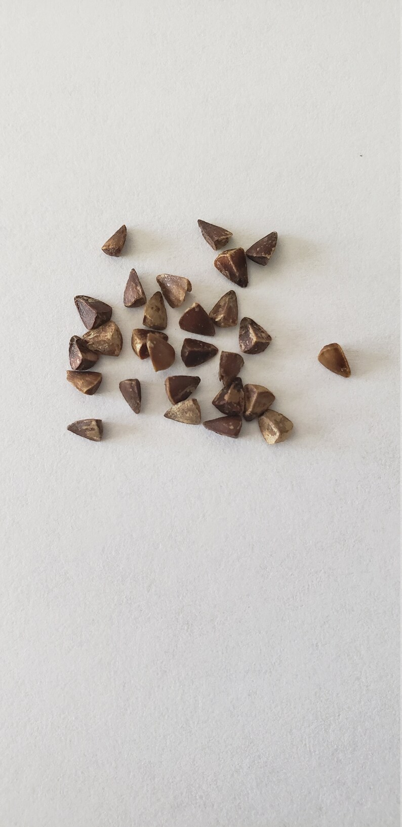 Bells of Ireland Seeds 150ct Etsy