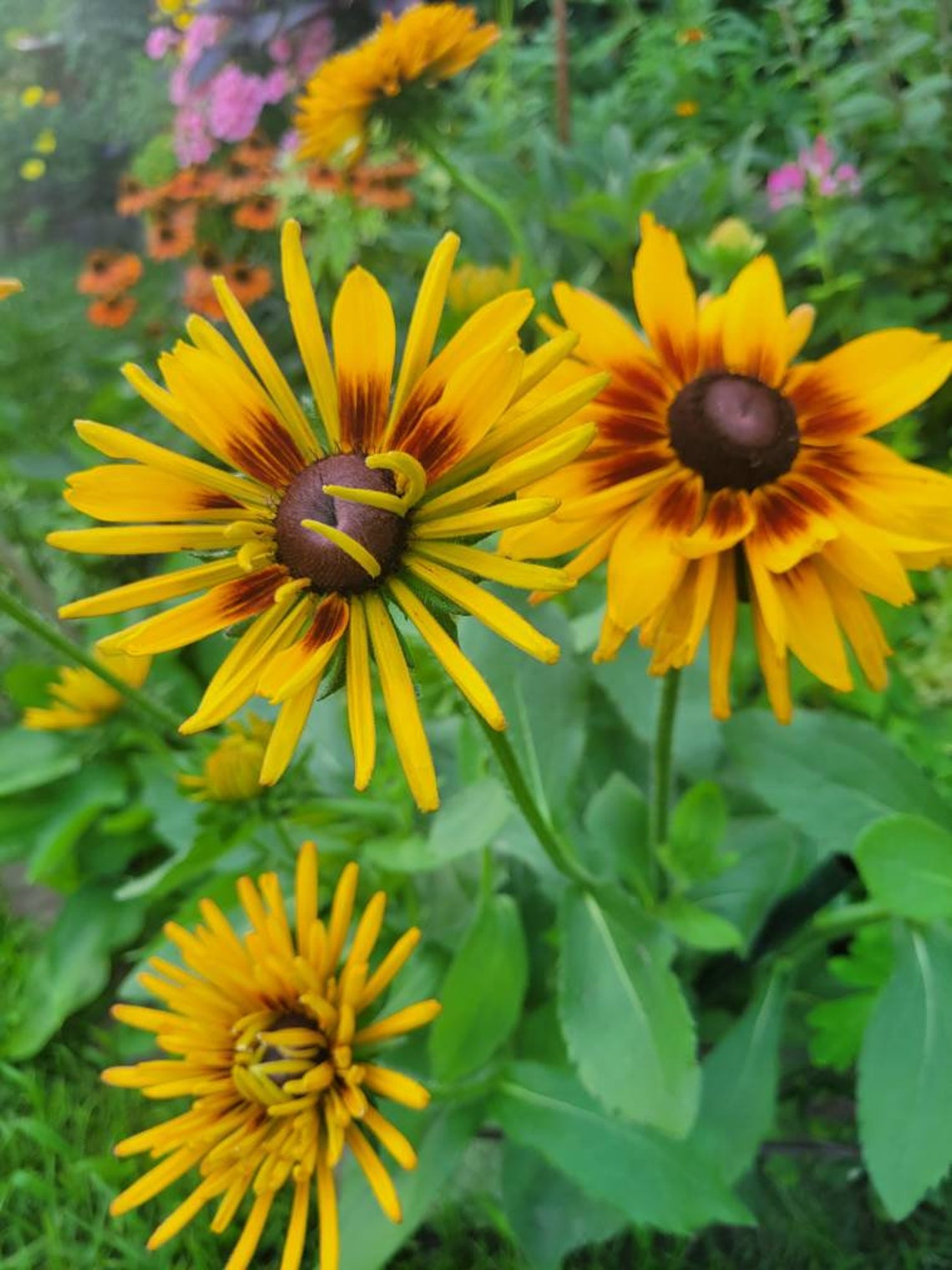 50 Chim Chiminee Rudbeckia Seeds - Etsy