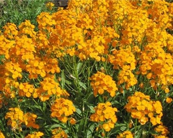 Deer Resistant Siberian Wallflower Plant Now 300 Fresh Seeds Deer Resistant Siberian Wallflower Plant Now 300 Fresh Seeds