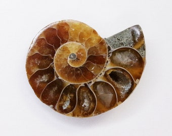 May include: A fossilized ammonite with a brown and white spiral shell. The shell has a natural, iridescent sheen.