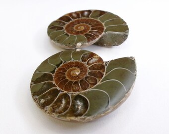 Ammonite Polished Stone Split Fossil Pair