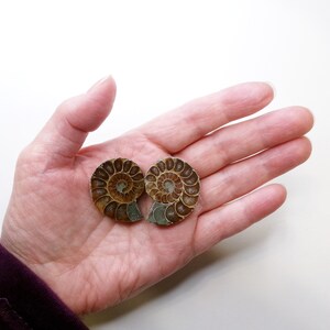 May include: Two fossilized ammonite shells, one brown and one with a green tint, are displayed on a hand. The shells are spiraled and have a detailed, intricate pattern.
