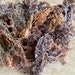 2oz-St. Lucia Sea Moss - Full Spec -Wildcrafted - GRADE A