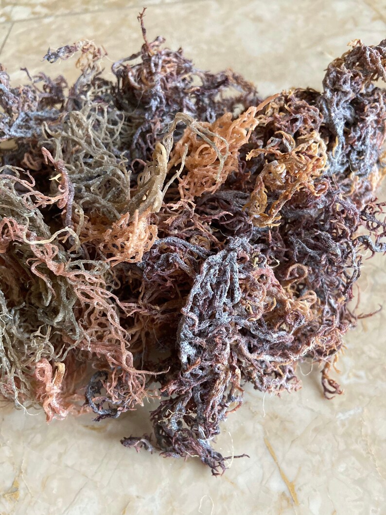 2oz-St. Lucia Sea Moss - Full Spec -Wildcrafted - GRADE A 