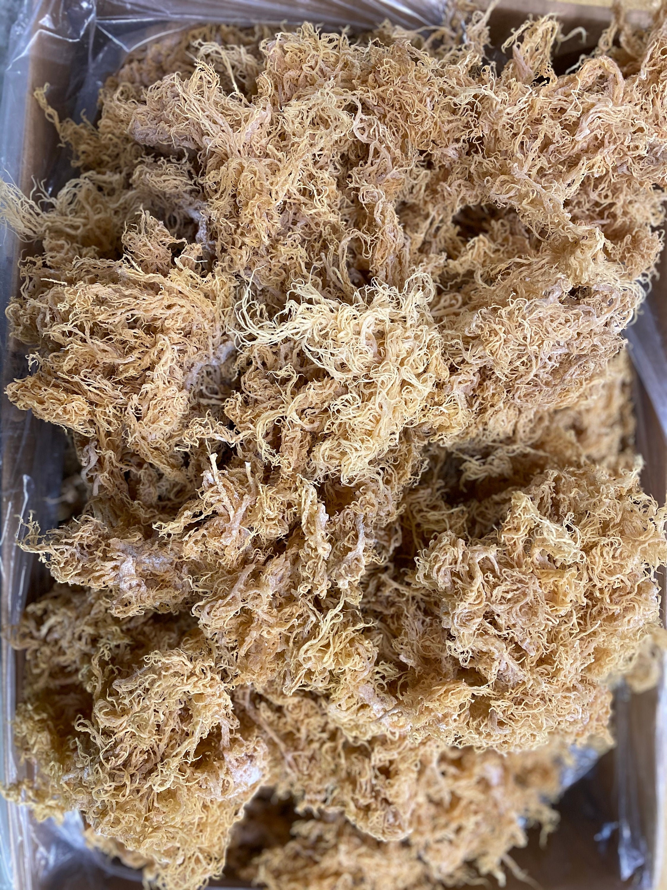 Wholesale Bulk -St. Lucia Sea Moss - Gold Wildcrafted- Sun-Dried – Authentic