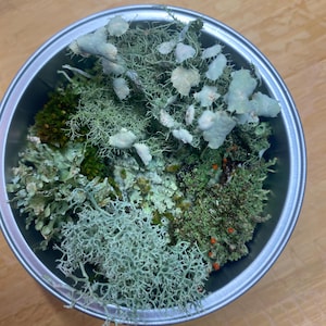 May include: A metal bowl filled with various types of moss and lichen. The mosses range in color from light green to dark green, with some patches of orange. The bowl sits on a wooden surface.