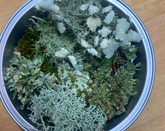 mini lichen starter kit terrarium red tips
