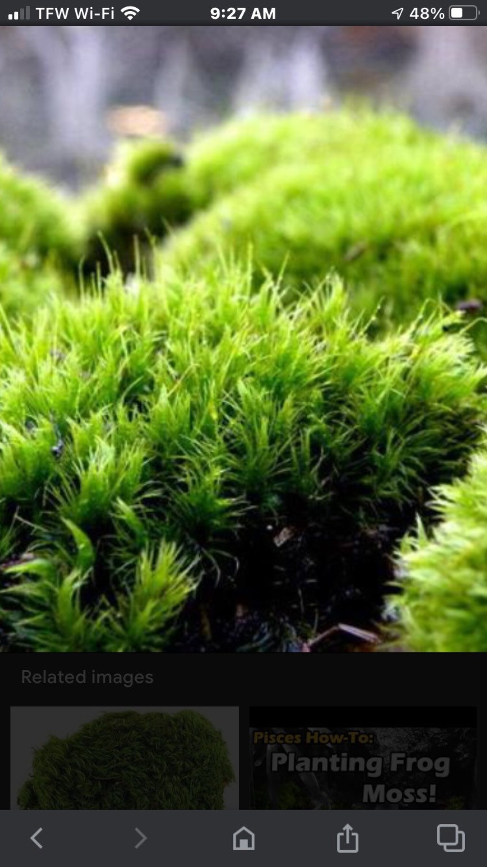 Frog moss mood moss 10 x 8 x 6 full box fresh Etsy