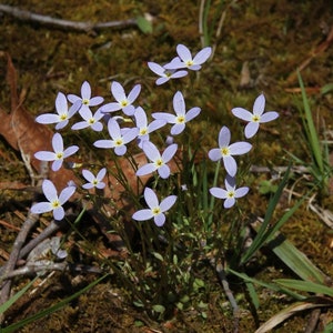 Wildflower Bluet tiny plant. In BLOOM now, ships now
