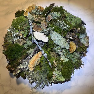 May include: A circular arrangement of natural elements, featuring various shades of green moss, lichen, and brown bark. Several tan and brown fungi are interspersed throughout the composition, creating a textured, organic display.