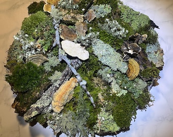 25 pc LIVE terrarium moss lichen bushy lichen mossed bark decor