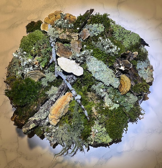 25 pc LIVE terrarium moss lichen bushy lichen mossed bark decor