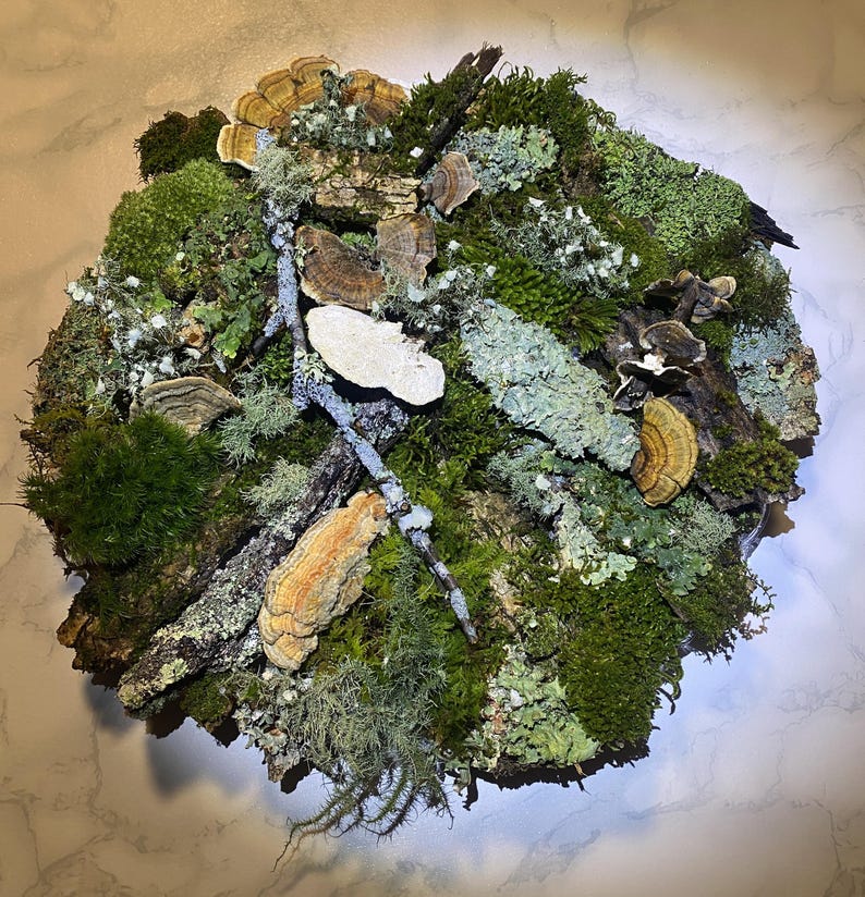 May include: A circular arrangement of natural elements, featuring various shades of green moss, lichen, and brown bark. Several tan and brown fungi are interspersed throughout the composition, creating a textured, organic display.