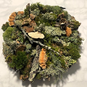 May include: A circular arrangement of natural elements, featuring various shades of green moss, brown bark, and orange and brown fungi. The composition is a detailed display of textures and colors, creating a natural aesthetic.