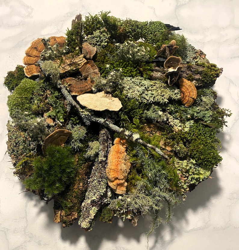 May include: A circular arrangement of natural elements, featuring various shades of green moss, brown bark, and orange and brown fungi. The composition is a detailed display of textures and colors, creating a natural aesthetic.