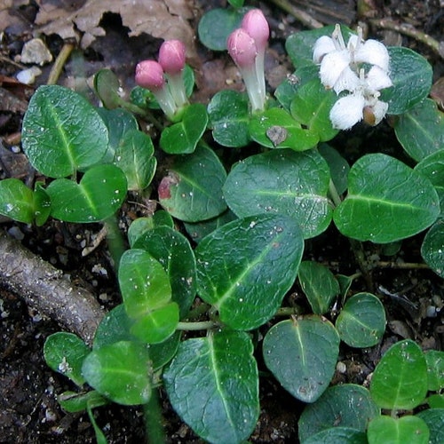 Partridgeberry 25+ bare root pieces. Woodland TN native evergreen groundcover