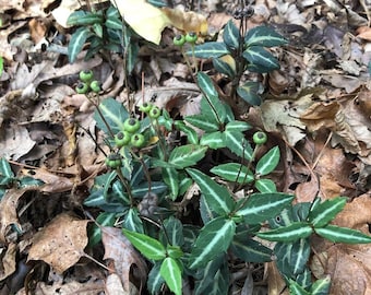 8 to 10 Striped wintergreen bare root plants