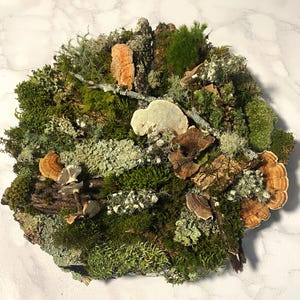 25 pc LIVE terrarium moss lichen bushy lichen mossed bark decor image 4