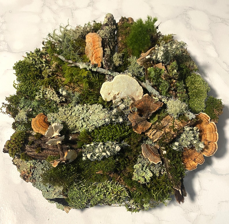 25 pc LIVE terrarium moss lichen bushy lichen mossed bark decor image 4