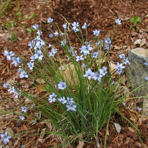 Blue eyed grass wildflower iris 12 minimum