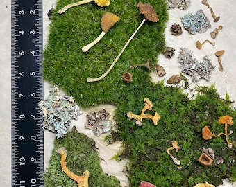 Dried mushrooms with moss and forest findings