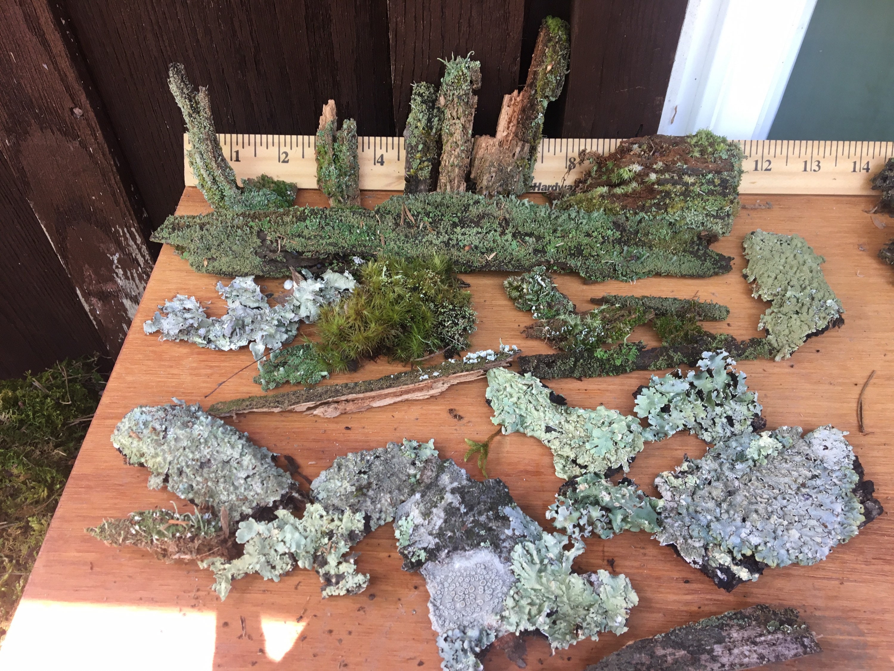 Live mossed bark terrarium wood Etsy