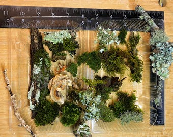 small LIVE terrarium moss lichen fungi starter kit