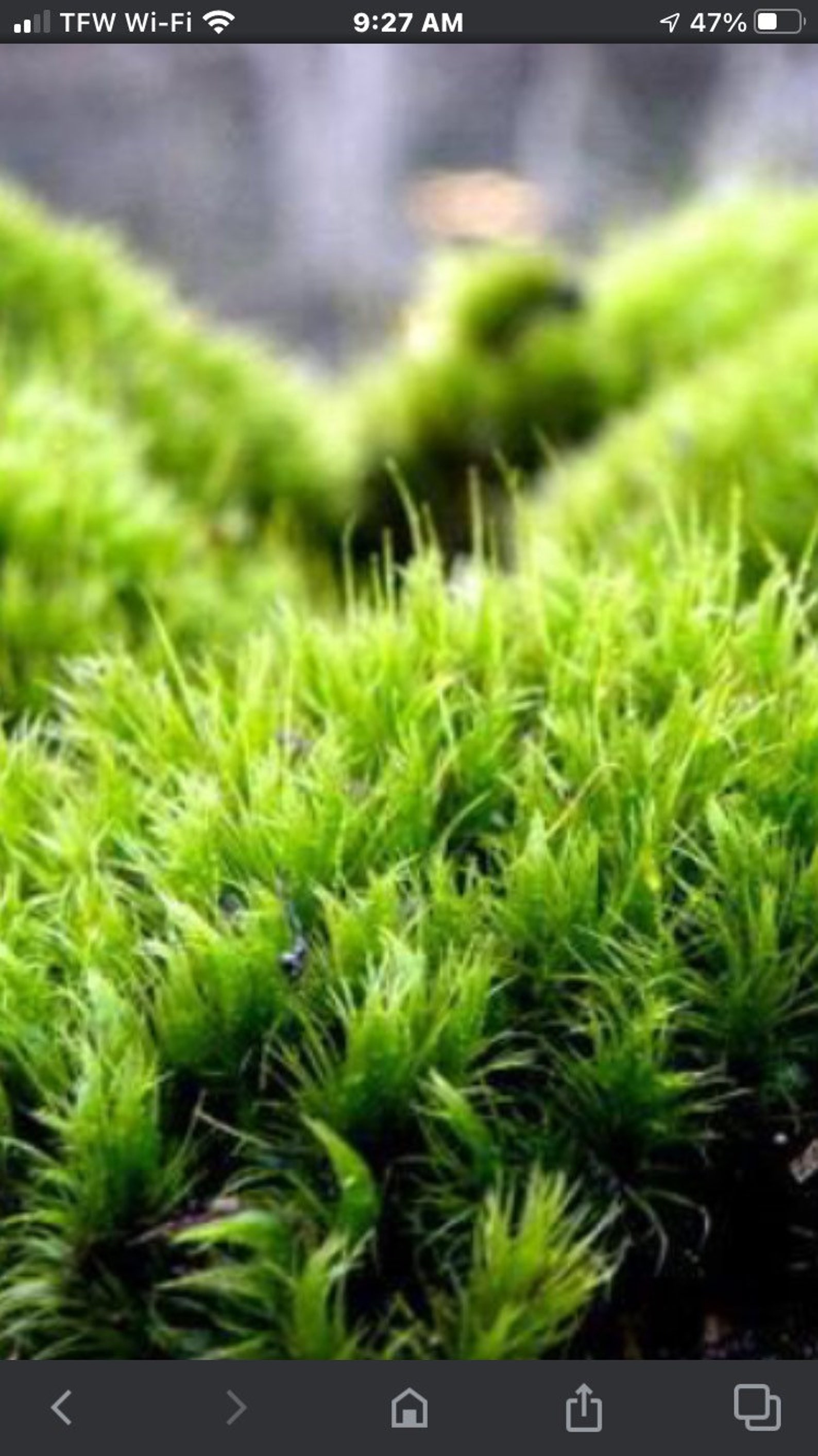 Frog moss mood moss 10 x 8 x 6 full box fresh Etsy