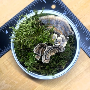 May include: A small, round, silver container filled with vibrant green moss and several brown and tan bracket fungi. A black ruler is positioned diagonally across the image, providing a sense of scale. The fungi have a layered, textured appearance.