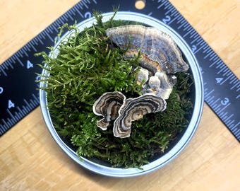 LIVE mini moss starter terrarium GIFT
