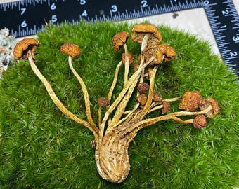 Amazing cluster of dried mushrooms