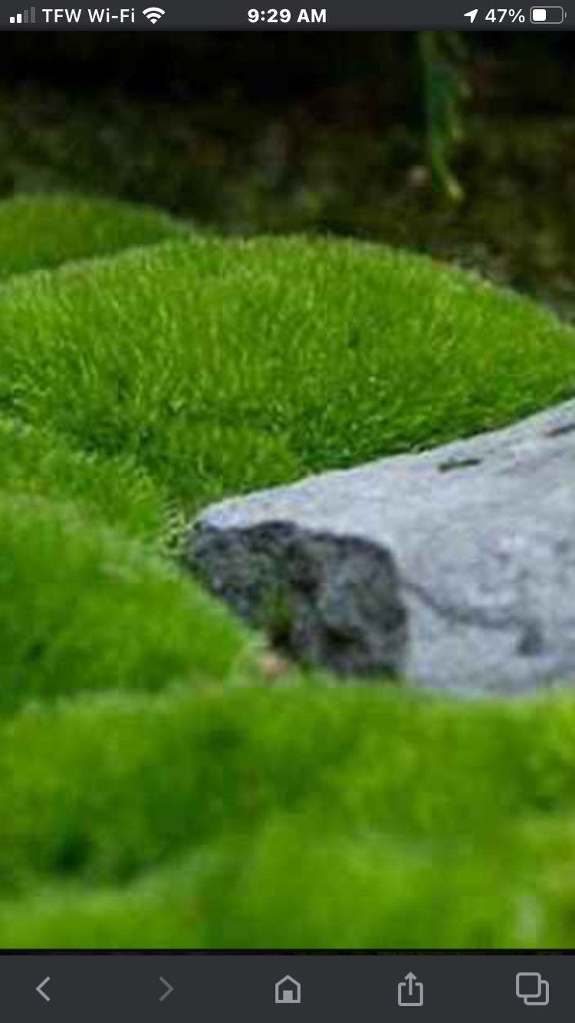 Frog moss mood moss 10 x 8 x 6 full box fresh Etsy
