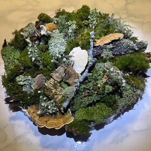 May include: A natural, circular arrangement of various mosses, lichens, and fungi. The composition features a mix of green, brown, and beige elements, including different types of moss, small mushrooms, and a light-colored stone. The arrangement is presented in a clear, shallow dish.