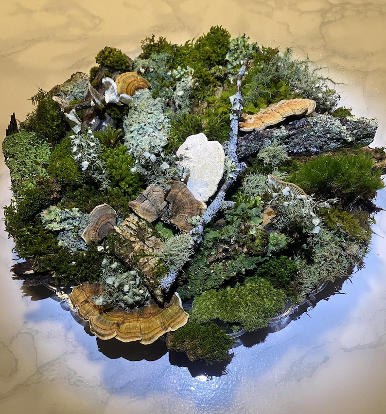 May include: A natural, circular arrangement of various mosses, lichens, and fungi. The composition features a mix of green, brown, and beige elements, including different types of moss, small mushrooms, and a light-colored stone. The arrangement is presented in a clear, shallow dish.