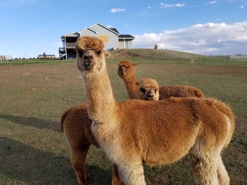 Alpaca Wool Skein 100, Alpaca Fiber, Knitting Wool, Alpaca Yarn, Bulky