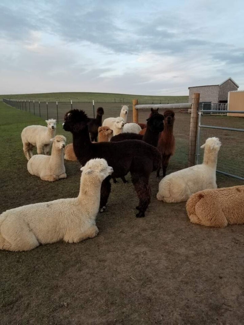 Alpaca Wool Barn Blend 100 Alpaca Yarn Bulky Weight Bulk Etsy