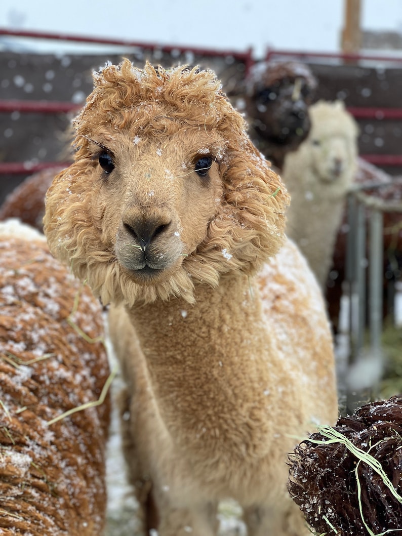 Alpaca Wool Barn Blend 100 Alpaca Yarn Bulky Weight Bulk Etsy