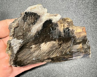 118 &#39;Black Magic&#39; Petrified Wood Slab, Nevada Petrified Wood Lapidary Slab, Lapidary Slice for Cabbing