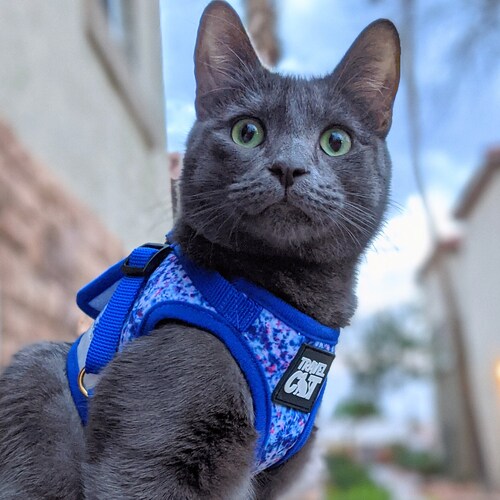 Cat Collar Breakaway Collar With Bell Custom Made Cat Collar Etsy